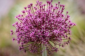 Allium sur Rob Boon