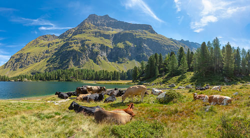 Eine Herde Kühe ruht sich am Bergsee Lägh da Cavloc aus, Maloja, Engadin, Graubünden, Schweiz