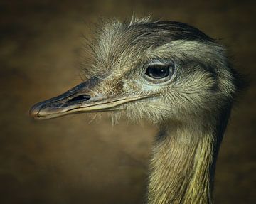 Struisvogel van annemiek art