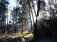 Soleil en début de matinée (Ede, Pays-Bas)