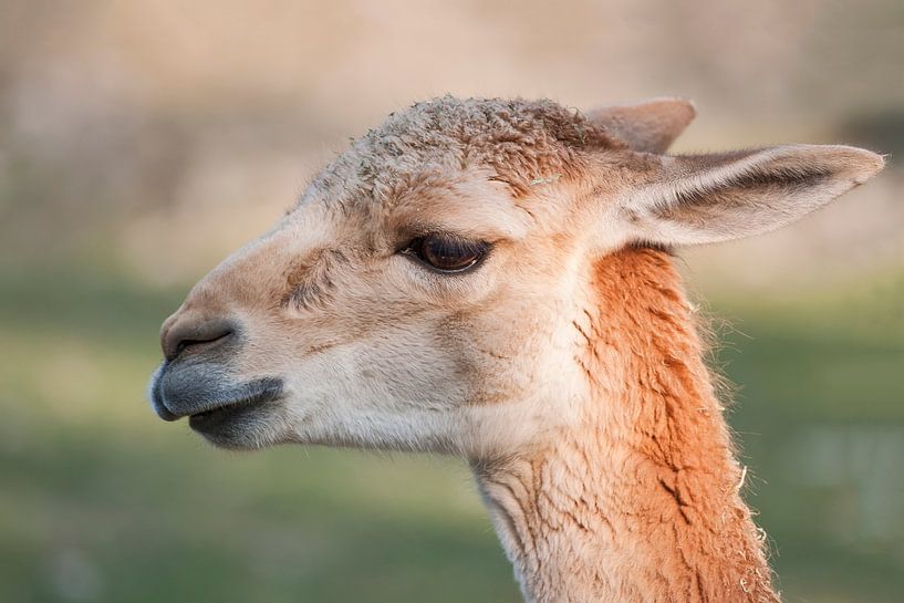 Lama : Tierpark Blijdorp von Loek Lobel