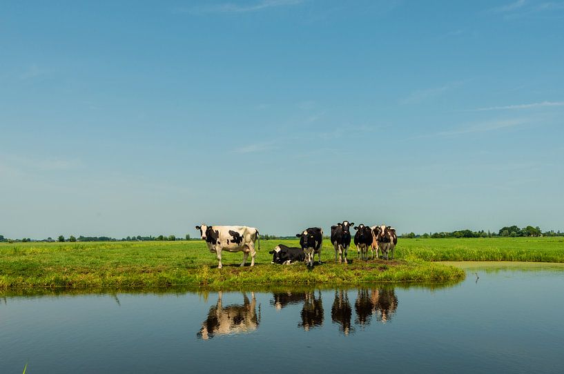 Stel Koeien aan het Water van Brian Morgan