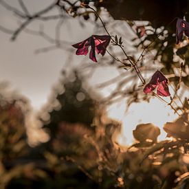 Soleil du soir, amour d'été sur met Jessica / Fotostudio Drachten