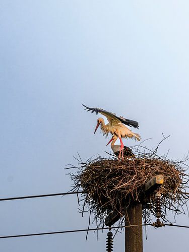 Lente ontwaken: Een poëtisch ooievaarspaar in het nest