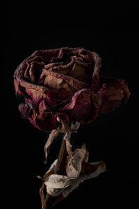 Une rose rouge et lointaine sur fond noir