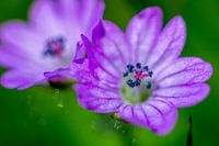 kleine Wildblume mit Stößel