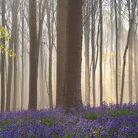 Fairytale Haller forest VIII - Woodland hyacinth festival - Bluebells by Daan Duvillier | Dsquared Photography