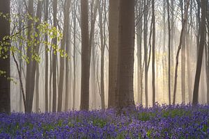 Hasenglöckchen Wald - Lichtstrahlen im Nebel