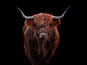 Schotse Hooglander van Jorrick Mulder thumbnail