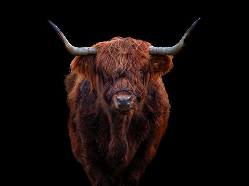 Schotse Hooglander van Jorrick Mulder