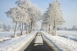 The White Avenue - Ein unendliches Wintermärchen von Jan Willem Oldenbeuving