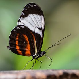 Vlinder in focus van Lizet Wesselman