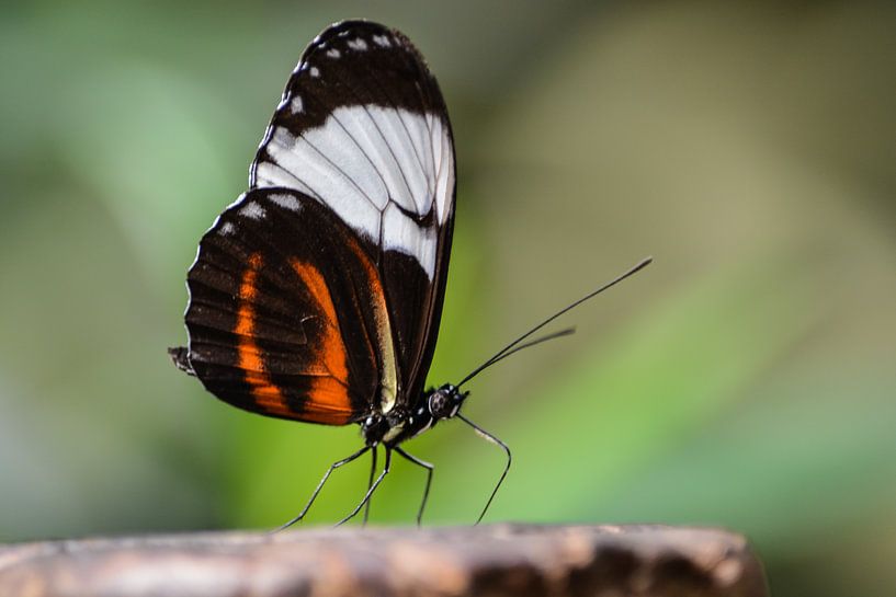 Schmetterling im Fokus von Lizet Wesselman