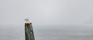Mouette dans la neige