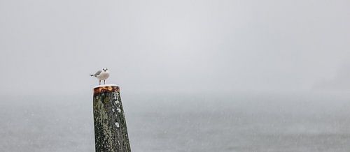 Drieteenmeeuw in de sneeuw