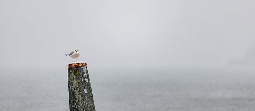 Kittiwake in the snow by Percy's fotografie