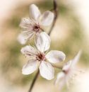 Cherry Blossom by Guido Rooseleer thumbnail