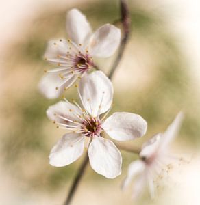 Kirschblüte von Guido Rooseleer