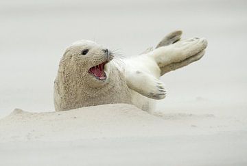 grey seal pup by Ruurd Jelle Van der leij