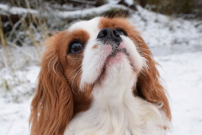 Dog in snow by Chloe 23
