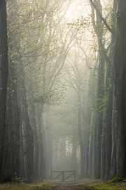 Magischer nebliger Morgen von Marloes ten Brinke