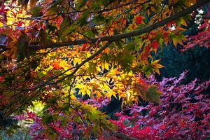 Herbst-Licht