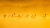 Vögel | Gänse bei Sonnenaufgang im Nebel von Servan Ott Miniaturansicht