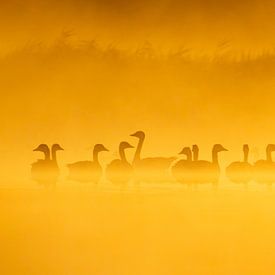 Vogels | Ganzen bij zonsopkomst in de mist van Servan Ott