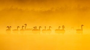Vogels | Ganzen bij zonsopkomst in de mist van Servan Ott