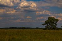 Large open field on the Veluwe
