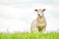 Sheep on the dam