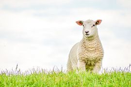 Schafe auf dem Damm von Naomi Derks
