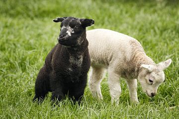 Lammetjes (duo penotti) van Bob Bleeker