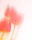 Dansende tulpen von Mirakels Kiekje Miniaturansicht