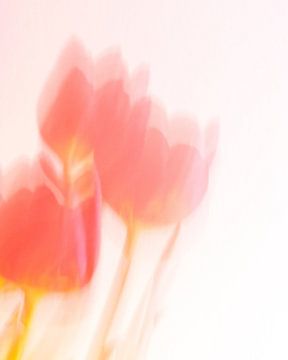 Dancing tulips sur Mirakels Kiekje