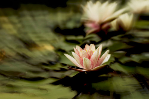 Seerose