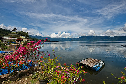 De zachtheid van de bougainvilles op Sumatra