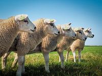 Counting sheep