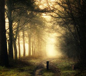 Morning Has Broken