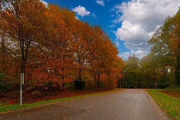 Herfstkleuren in de Bomen