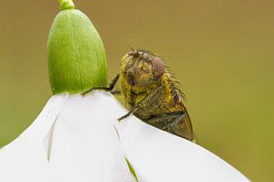 La mouche et le perce-neige