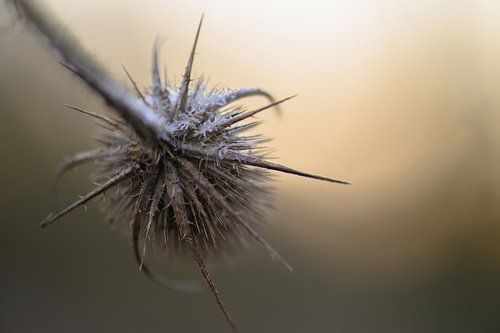 underside of a thistle