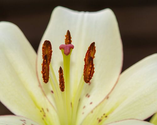 Zachte lelie bloemen kunst