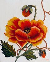 Poppy