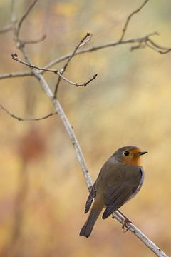 The robin by Danny Slijfer Natuurfotografie