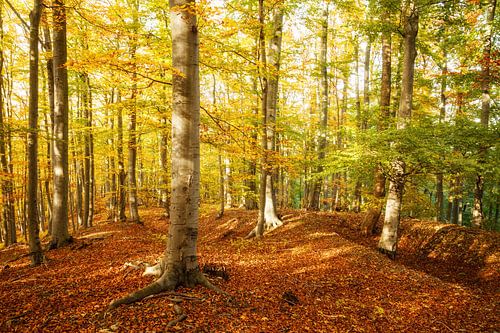 Forêt de feuillus automnale colorée