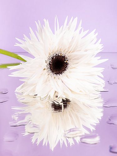 Witte Gerbera liggend op een spiegelend oppervlak met waterdruppels (paars / lila)