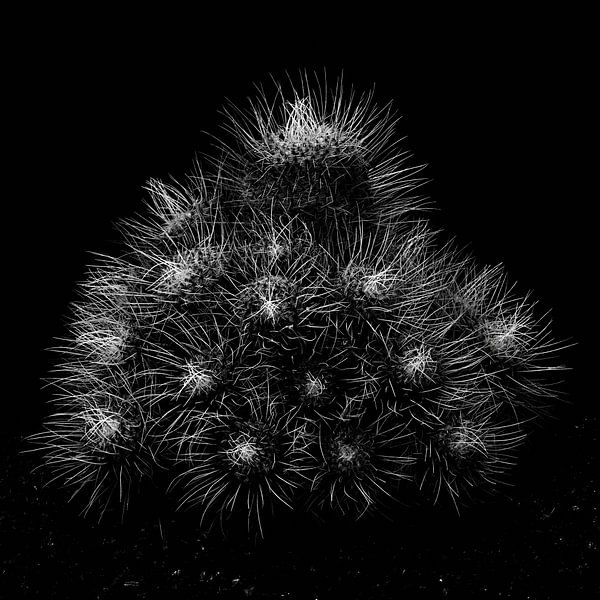 My spiky friend by Oliver Lahrem