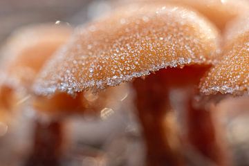 Paddenstoelen met ijskristallen van Yanuschka | Fotografie Noordwijk