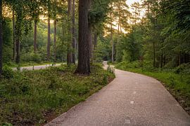 Bike path through the Speulder forest during sunrise.